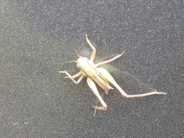 Platycleis