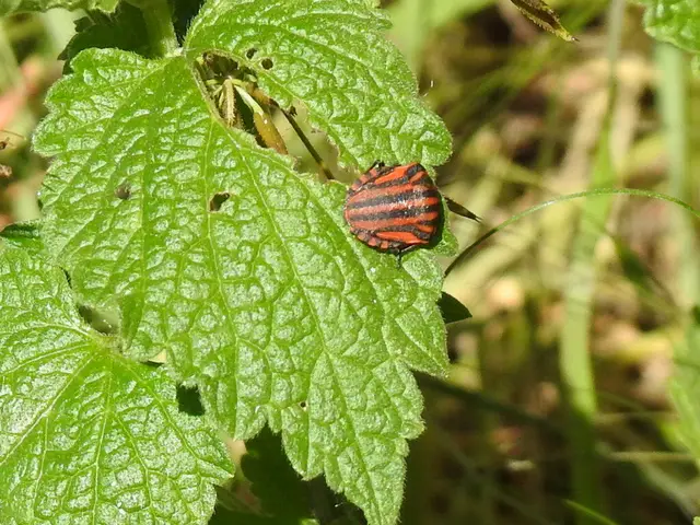 Graphosoma italicum - csíkos pajzsospoloska