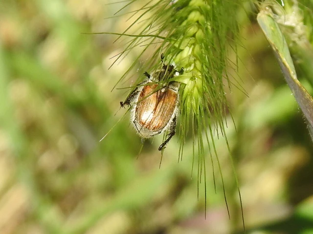 Chaetopteroplia segetum - rozsszipoly