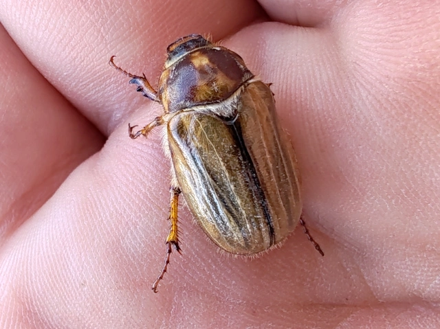 Amphimallon solstitiale - bordás sárgacserebogár