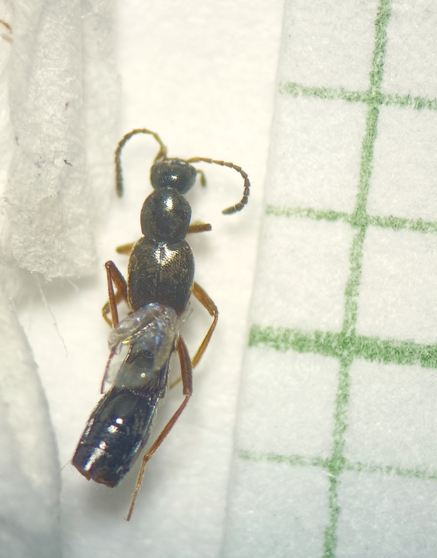 Tachyusa nitella - fényes cingárholyva