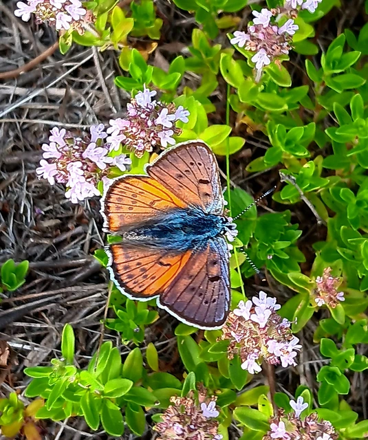 Lycaena alciphron - ibolyás tűzlepke
