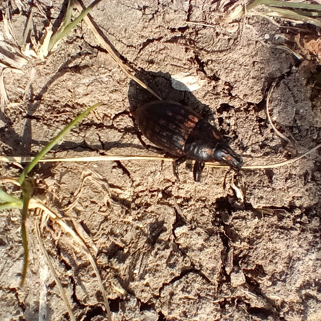 Leucophyes pedestris - négypettyes barkó