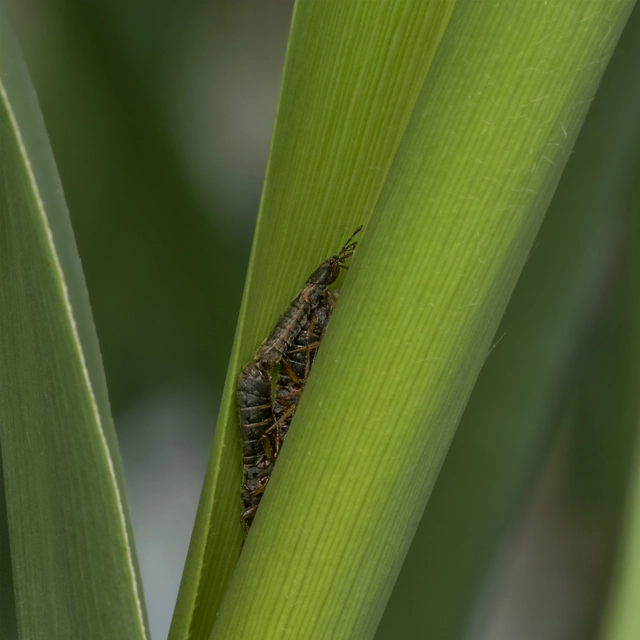 Dimorphopterus blissoides - keleti karcsúbodobács