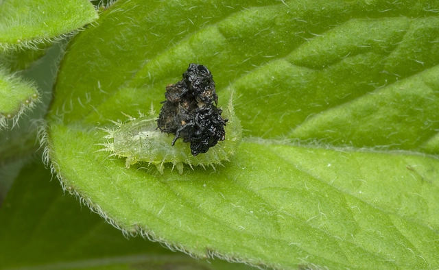 Cassida Cassida