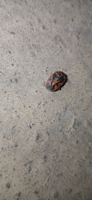 Eurydema ornata - díszespoloska Eurydema ornata - díszespoloska