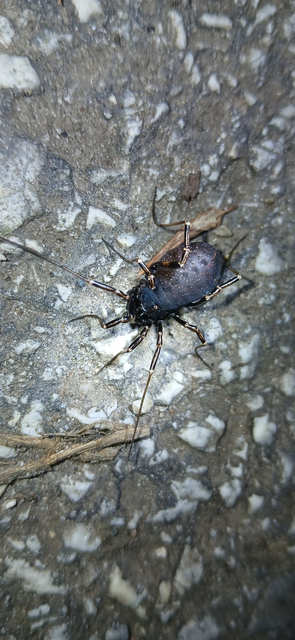 Opiliones - Kaszáspókok