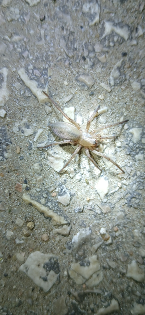 Drassodes/Drassodex
