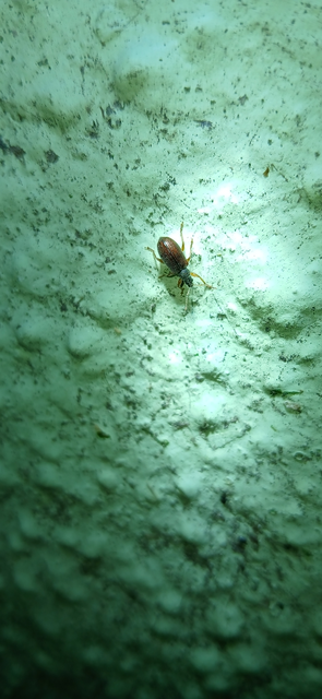 Phyllobius oblongus - közönséges levélormányos