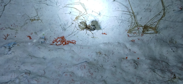 Theridion