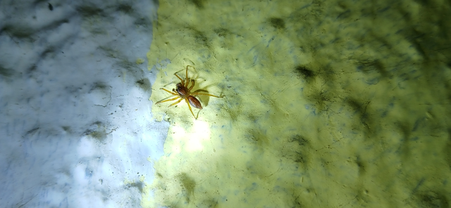 Clubionidae - kalitpókok