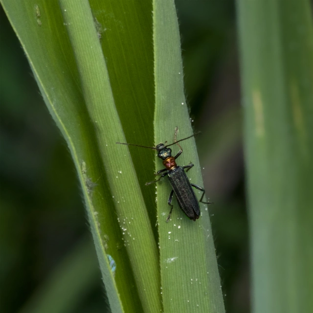 Oedemera croceicollis - pirostorú álcincér