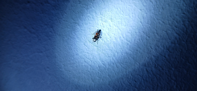 Anthelephila pedestris - hangyaszerű fürgebogár