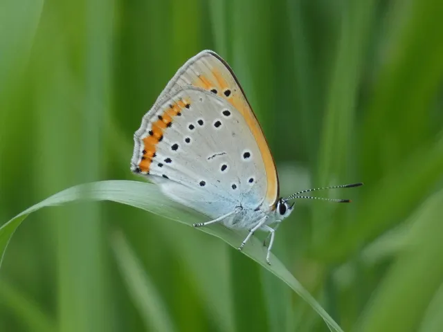Lycaena dispar rutilus - nagy tűzlepke