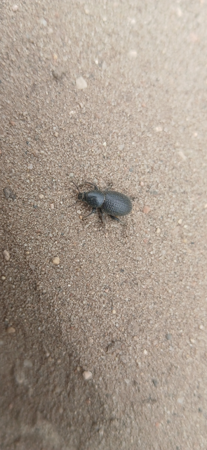 Psallidium maxillosum - fekete barkó