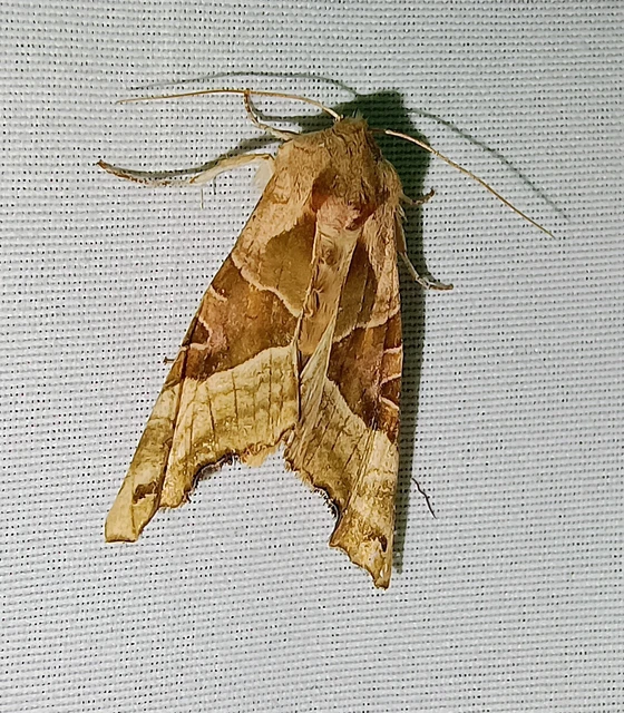 Phlogophora meticulosa - vándorló csipkésbagoly