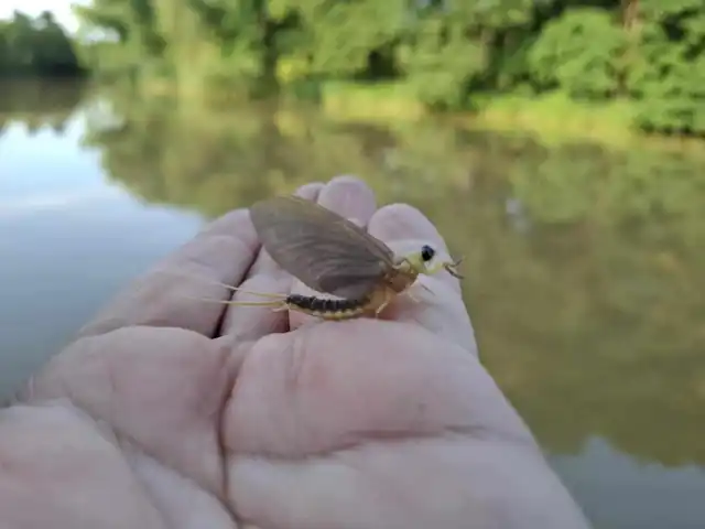 Palingenia longicauda - tiszavirág