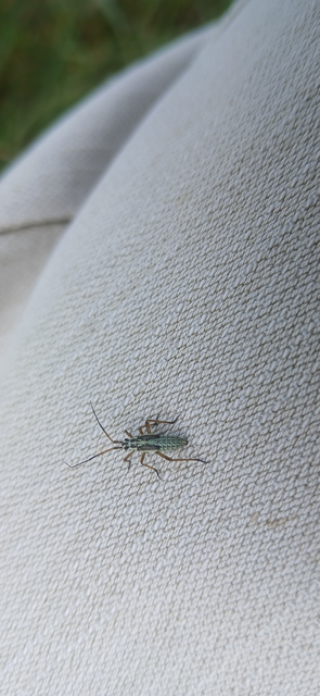Leptopterna
