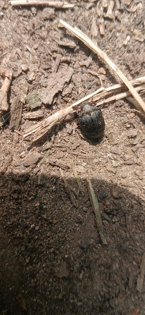 Byrrhus pilula - közönséges labdacsbogár