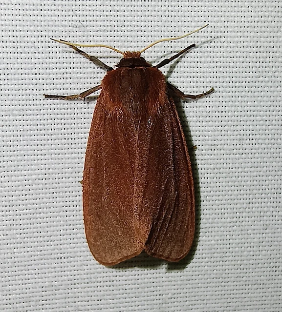 Phragmatobia fuliginosa - füstös medvelepke