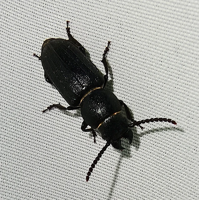 Spondylis buprestoides - erdei félcincér