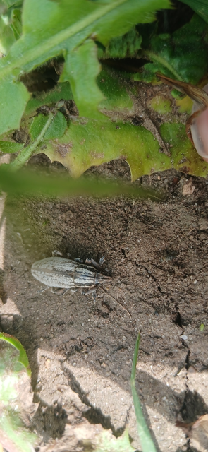 Pseudocleonus cinereus - hamvas barkó