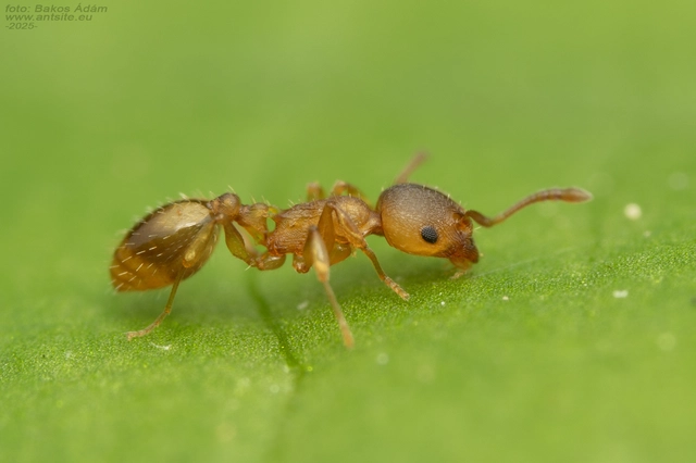 Temnothorax crassispinus - gubacslakó kéreghangya
