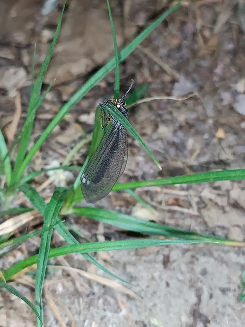 Myrmeleon