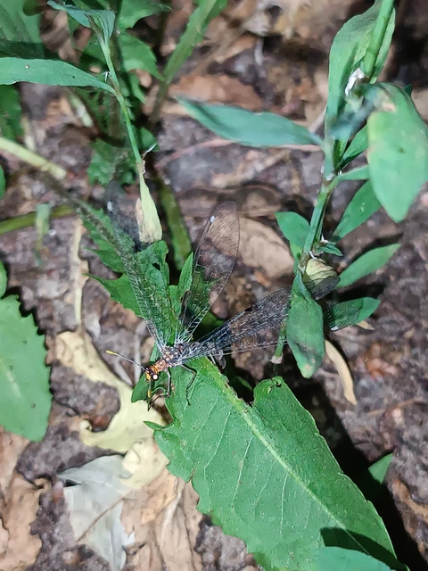 Megistopus flavicornis - kétfoltos hangyaleső