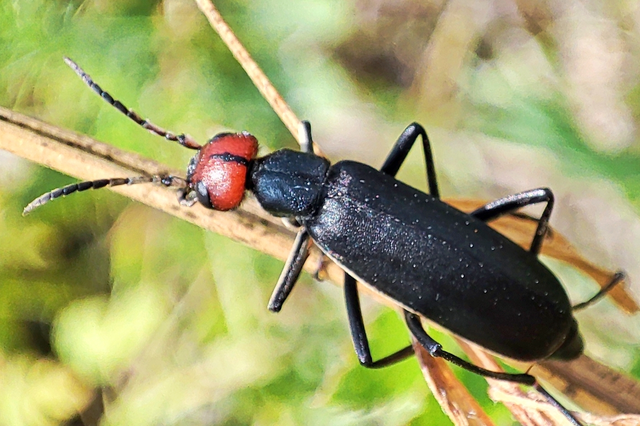 Epicauta rufidorsum - hollóbogár