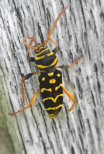 Plagionotus arcuatus - bársonyos darázscincér