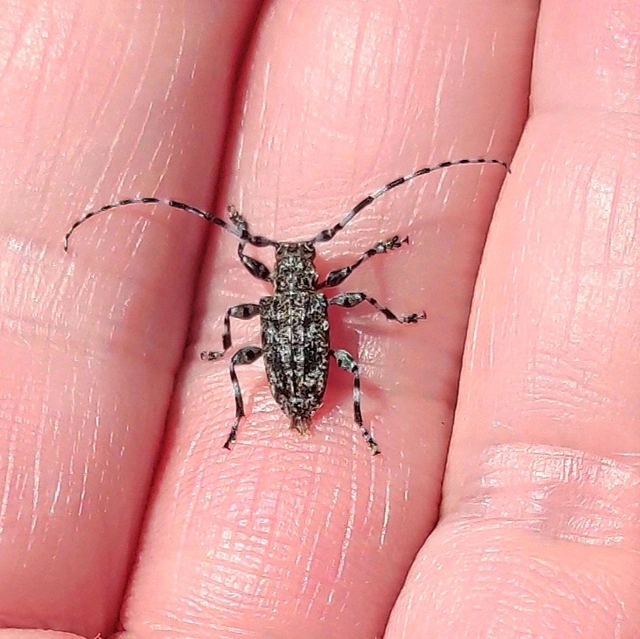 Aegomorphus clavipes - tarka cincér Aegomorphus clavipes - tarka cincér