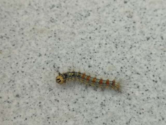 Lymantria dispar - gyapjaslepke