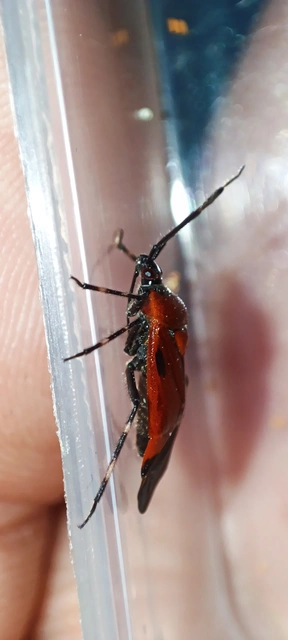Deraeocoris trifasciatus - nagy mezeipoloska
