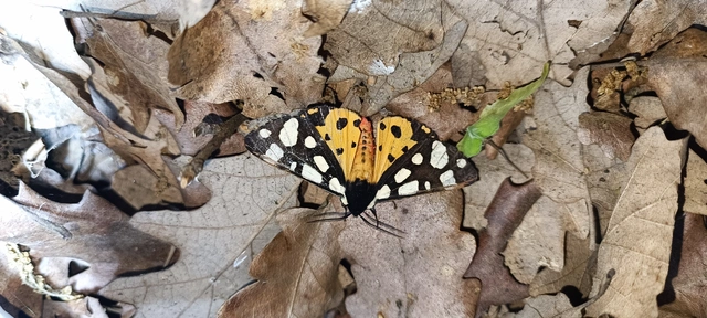 Arctia villica - fekete medvelepke