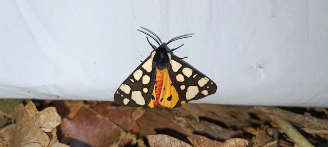 Arctia villica - fekete medvelepke
