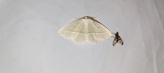 Campaea margaritaria - gyöngyházfényű zöldaraszoló Campaea margaritaria - gyöngyházfényű zöldaraszoló