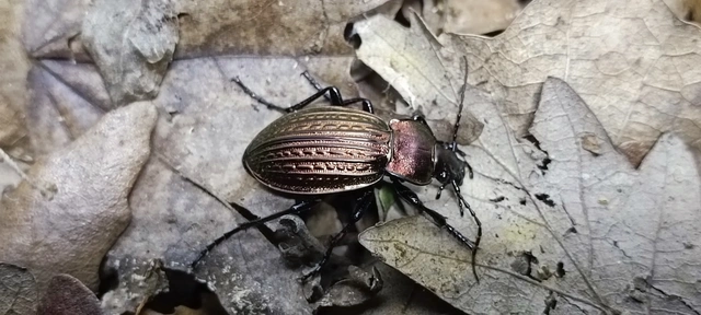 Carabus ulrichii - rezes futrinka Carabus ulrichii - rezes futrinka