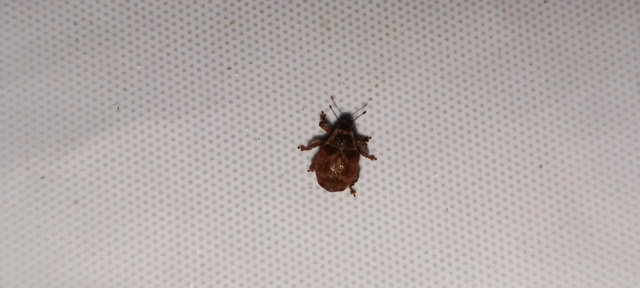 Coeliodes