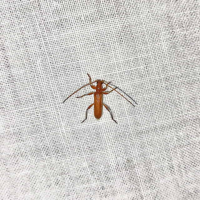 Axinopalpis gracilis - kecses selymescincér