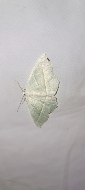 Campaea margaritaria - gyöngyházfényű zöldaraszoló Campaea margaritaria - gyöngyházfényű zöldaraszoló