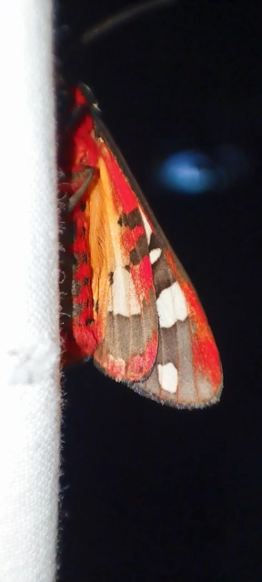 Arctia villica - fekete medvelepke