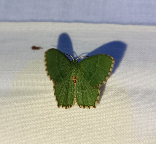 Hemithea aestivaria - nyír-zöldaraszoló