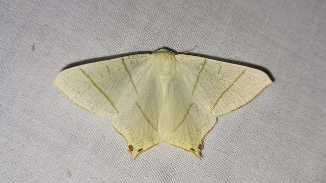 Ourapteryx sambucaria - fecskefarkú araszoló