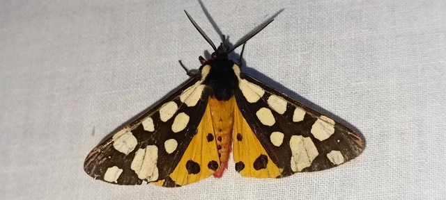 Arctia villica - fekete medvelepke