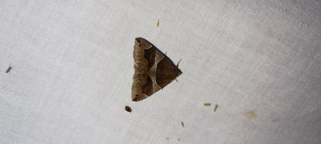 Dysgonia algira - déli porcelánbagoly