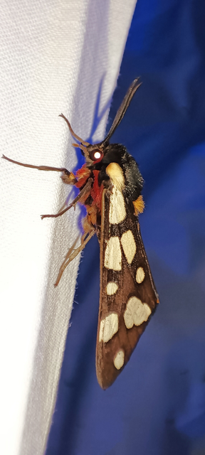 Arctia villica - fekete medvelepke