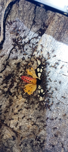 Arctia villica - fekete medvelepke