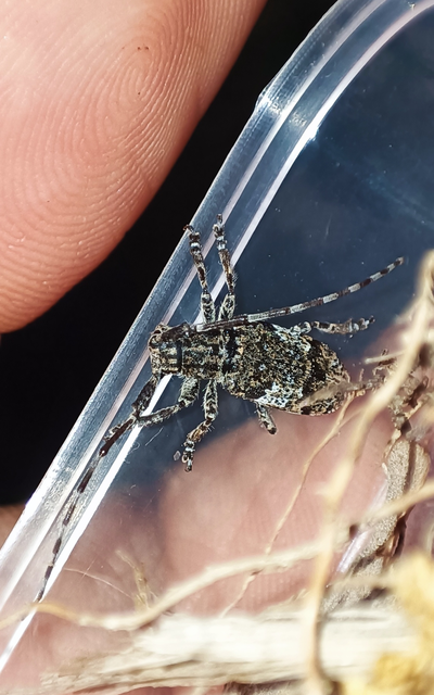 Mesosa nebulosa - ködfoltos cincér