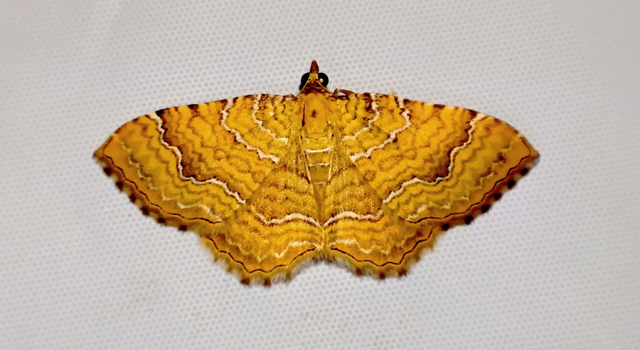 Camptogramma bilineata - kétvonalas sávosaraszoló